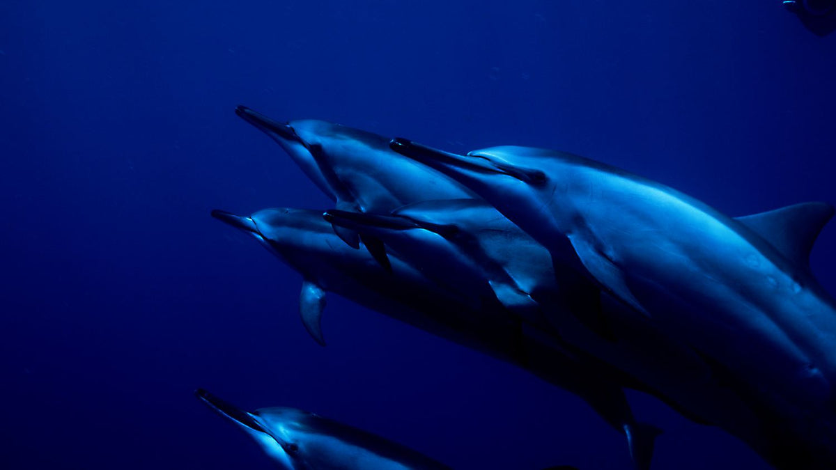 Dolphins moving through blue water