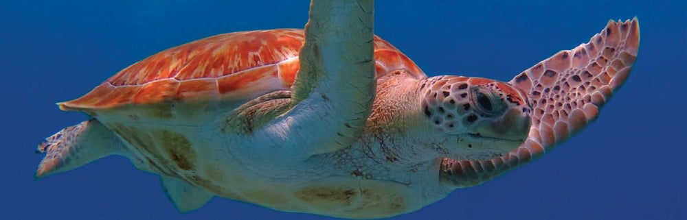 A sea turtle swimming in the Gulf of Mexico