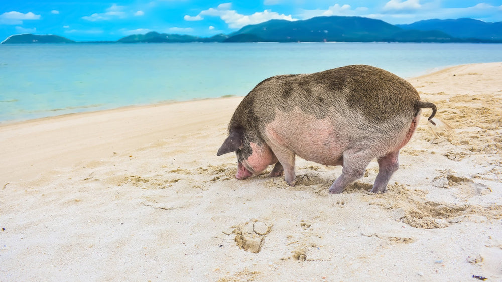 A pig on the beach at Koh Madsum, Thailand