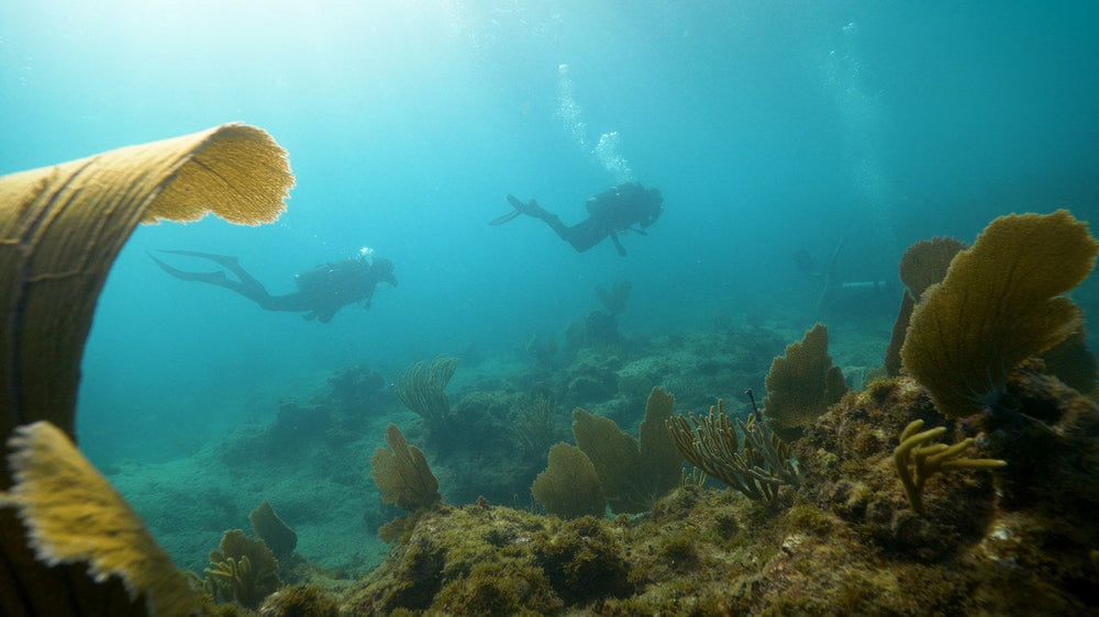 Soft corals and divers on a Caribbean reef