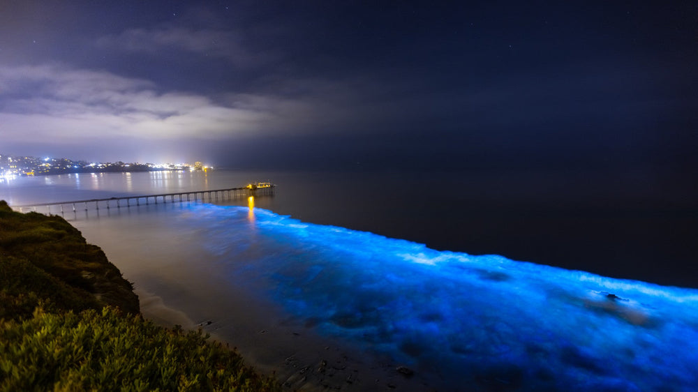 Bioluminescent blue light glowing in breaking surf at night