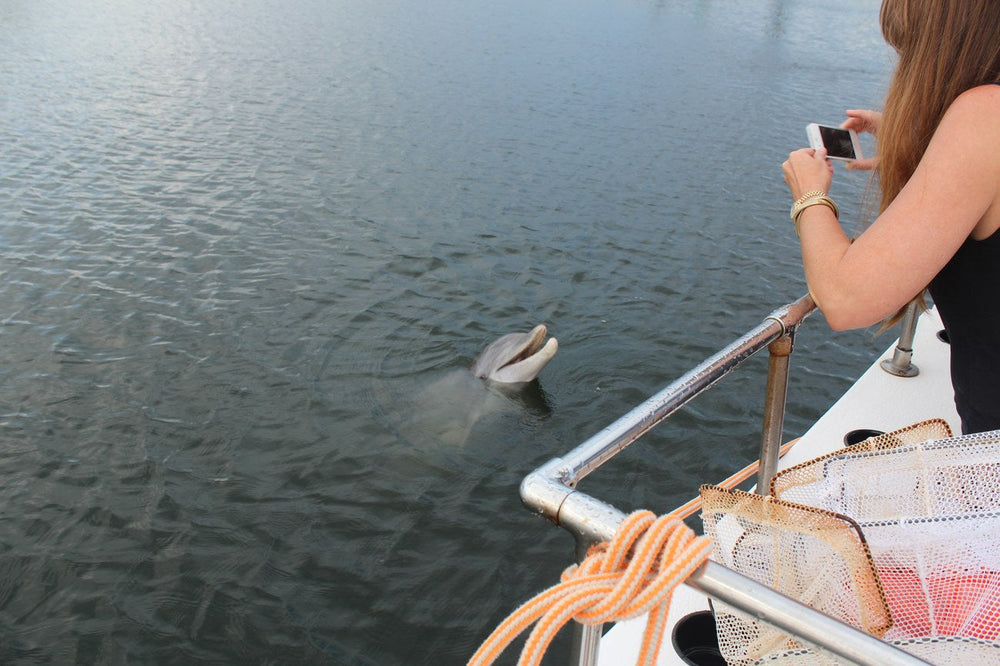 Dolphin surfacing beside a boat as a visitor photographs it