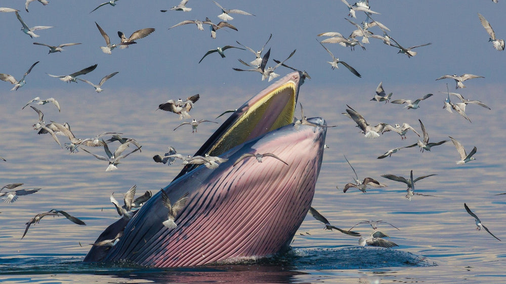 Baleen whale lunge-feeding at the surface as seabirds swarm