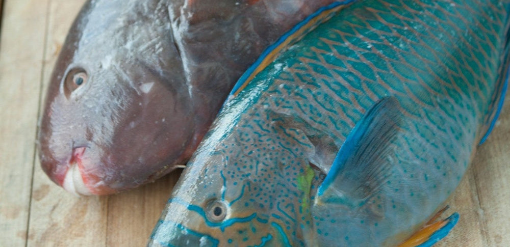 Raw Fish Adventures: Eating Our Way Through Oahu