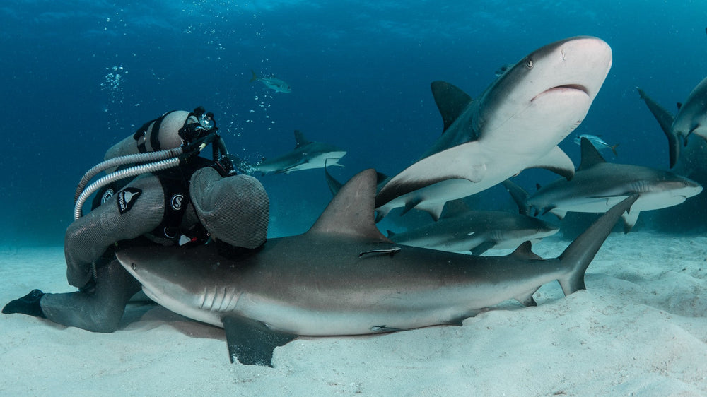 Cristina Zenato face to face with a Caribbean reef shark on the sea floor
