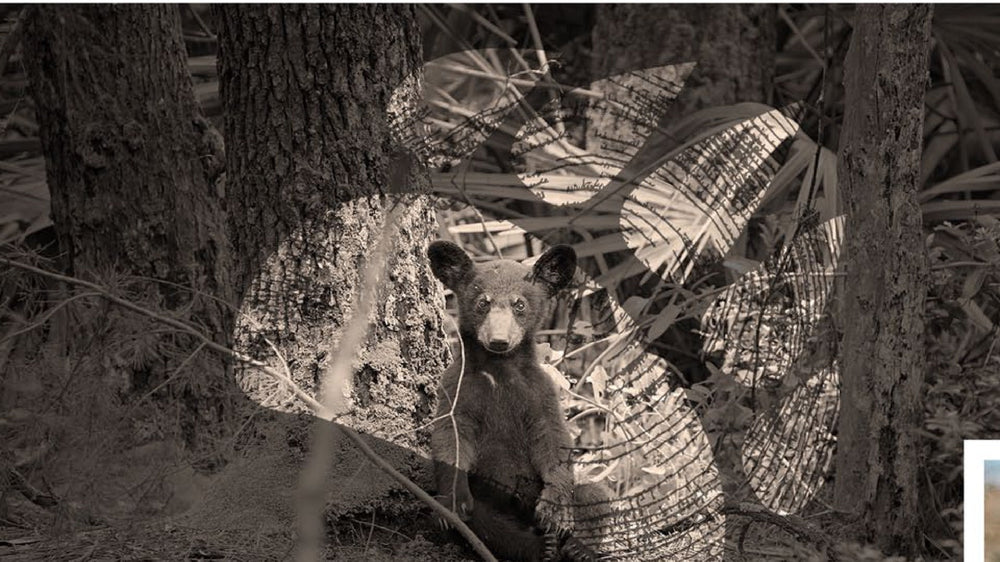 A black bear cub in the Florida woods, overlaid in double exposure with palmetto fronds