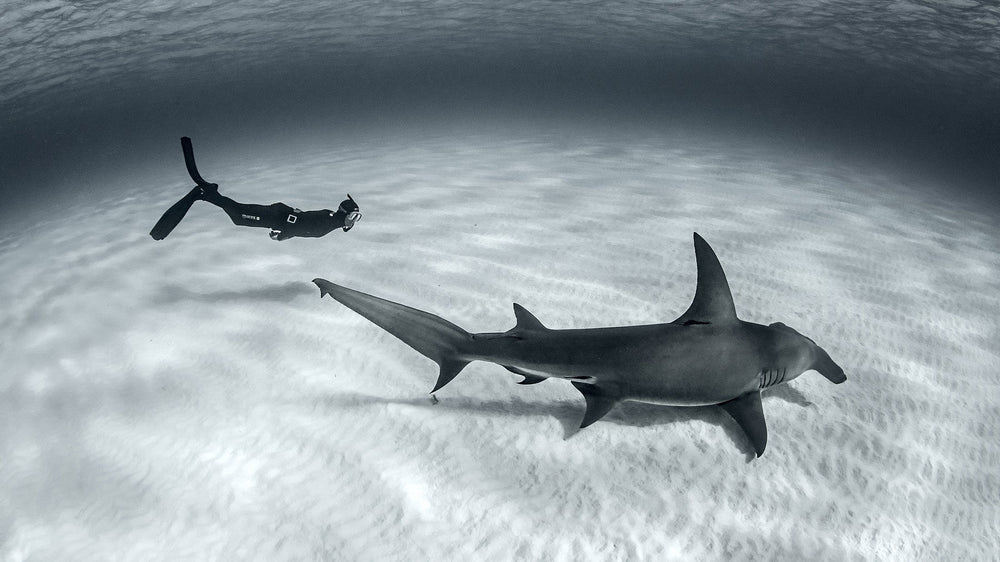 Freediver and great hammerhead shark