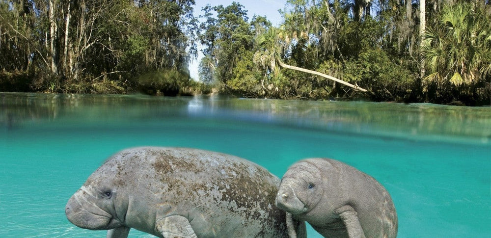 Swim with Manatees