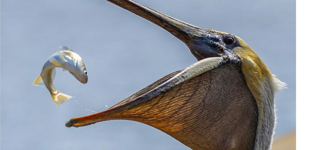 This scrappy dockside pelican works the fishermen like a pro. No need to wander far; some of the best wildlife stories happen just across the street.