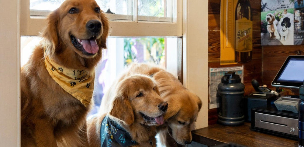 Hank Jr. and two of his friends. Credit: Hank's Hair of the Dog Saloon.
